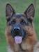 Texas Select German Shepherd Breeders Protection Dogs Pups Importing