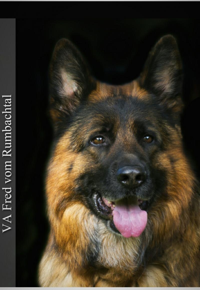VA-Fred vom Rumbachtal head shot Imported German Shepherd Pups For Sale