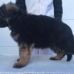 VA Nino von Tronje Imported German Shepherd Pups for Sale in Texas USA