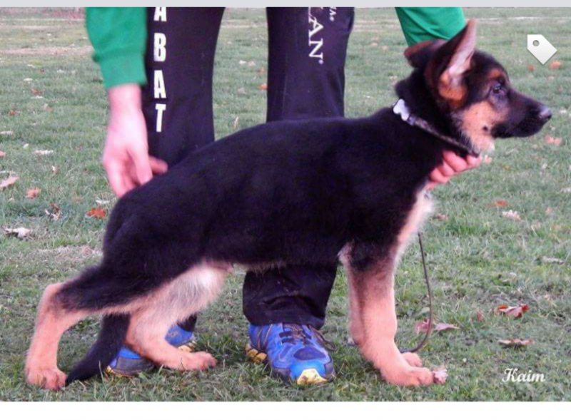 Family Protection Schutzhund Imported German Shepherd Male For Sale Tx Florida