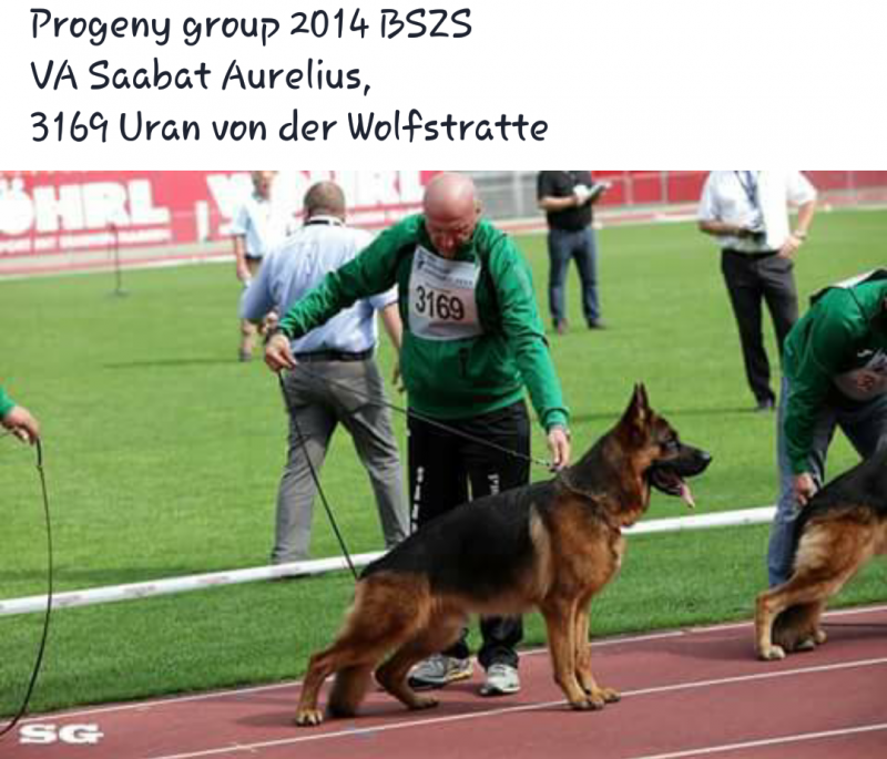 Uran Wolfsmatte in Saabat Aurelius Progeny Group 2014 Germany