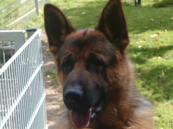 Young Male Trained German Shepherd Direct from Germany to your Home Town