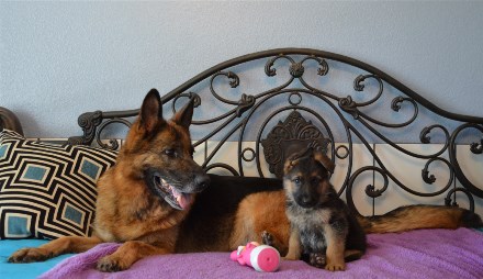 Elite German Shepherd Pups Available Imported