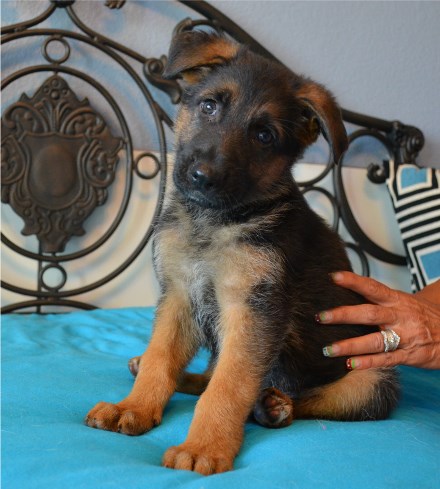 Pedigree Database Elite German Shepherd Pups For Sale Showlines Austin Texas