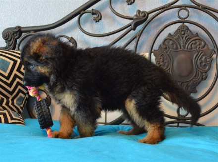 Pedigree Database Long Coat German Shepherd Pups For Sale Texas