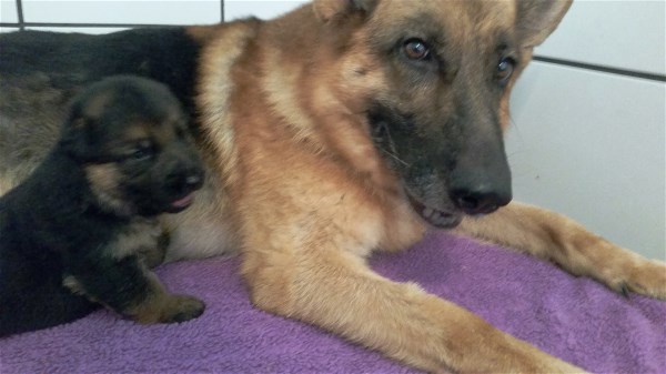VA1-Chicco Dogshof  German Shepherd Pups For Sale Miami Texas Illinois Californi