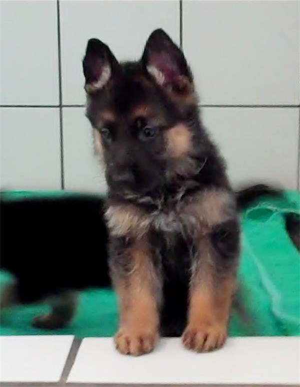 World Class Elite Imported German Shepherd Puppies For Sale in USA