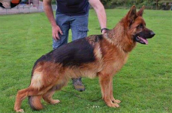 Pedigree Database Imported World Class German Shepherds shipping in USA