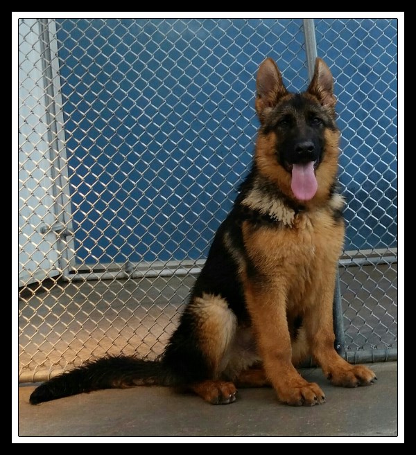 VA Fulz di Zenevredo Imported Elite German Shepherd Pups in Houston Texas