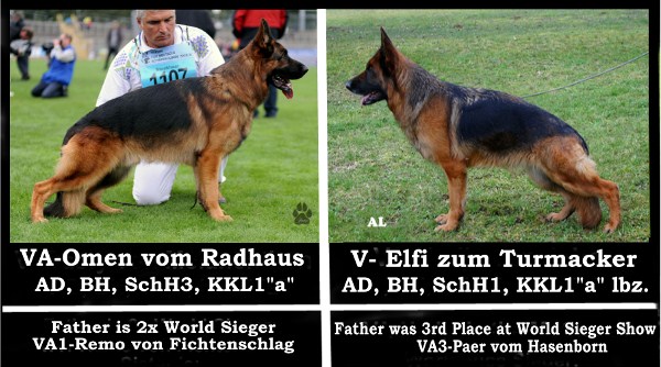 VA Omen vom Radhaus Pink Papered German Shepherd Pups Direct from Germany in USA