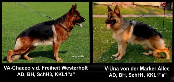 VA Sired Imported German Shepherd Pups from Elite German Shepherds . com