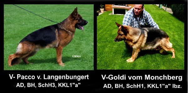 Pacco x Goldi Litter German Shepherd Pups for Sale in USA Texas 