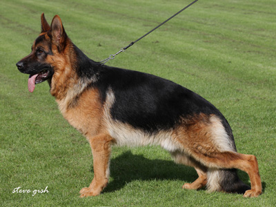 German Shepherd Pups AKC Schutzhund USA  GSDCA-WDA Pedigree Database Texas