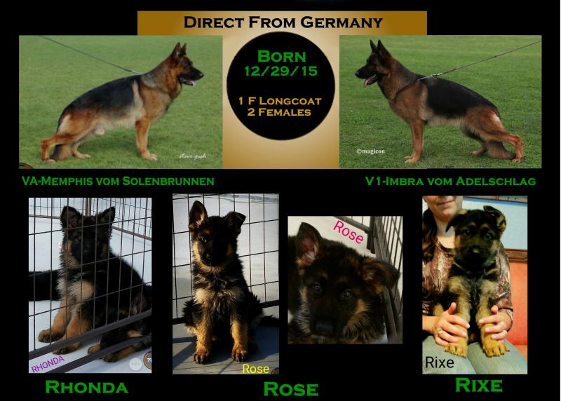 German Shepherd Pups For Sale Imported San Antonio Waco Lubbock Austin Texas