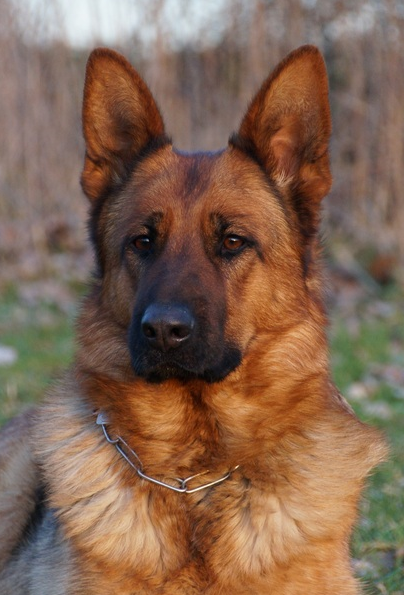 Elite German Shepherds "Omera vom Quartier Latin" 