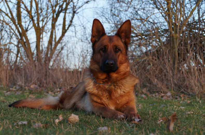 Texas Elite German Shepherd Breeders Importing Pups From Germany & Born in USA