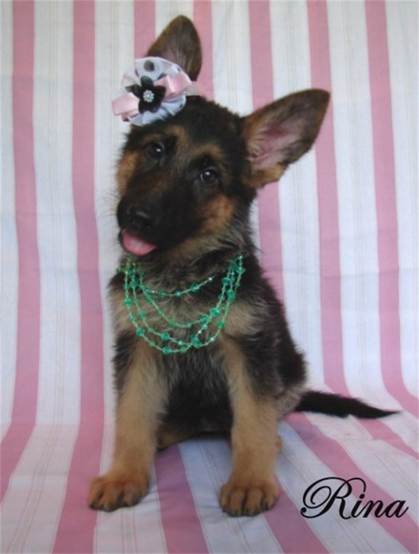 German Shepherd Pups For Sale Austin Dallas Houston San Antonio Waco Texas