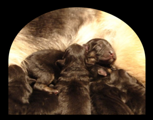 German Shepherd Pups For Sale Austin Dallas Houston San Antonio Waco Texas