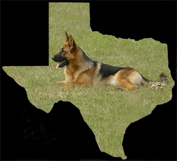 WORLD CLASS SELECT ELITE GERMAN SHEPHERDS DIRECT FROM GERMANY