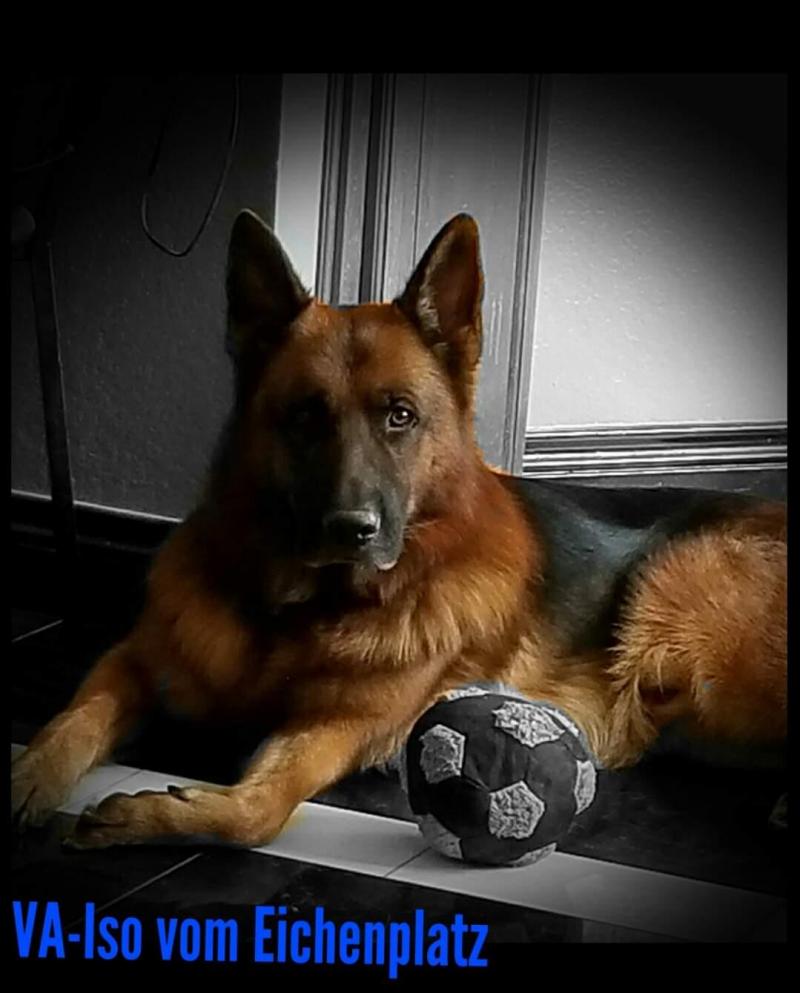 VA-Iso vom Eichenplatz BSZS German Shepherd Pups Dallas Waco Houston Austin TX